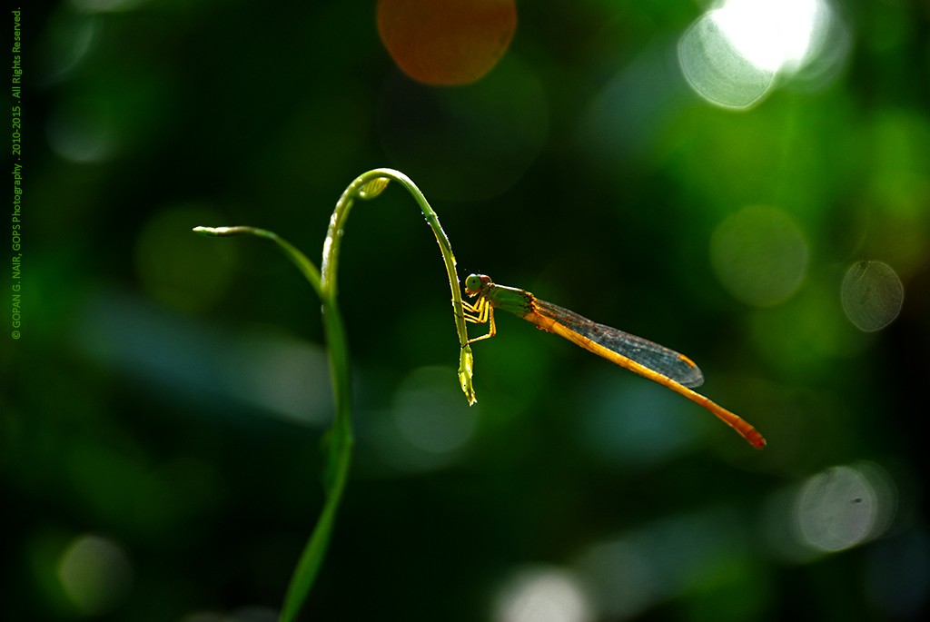 DAMSELFLY