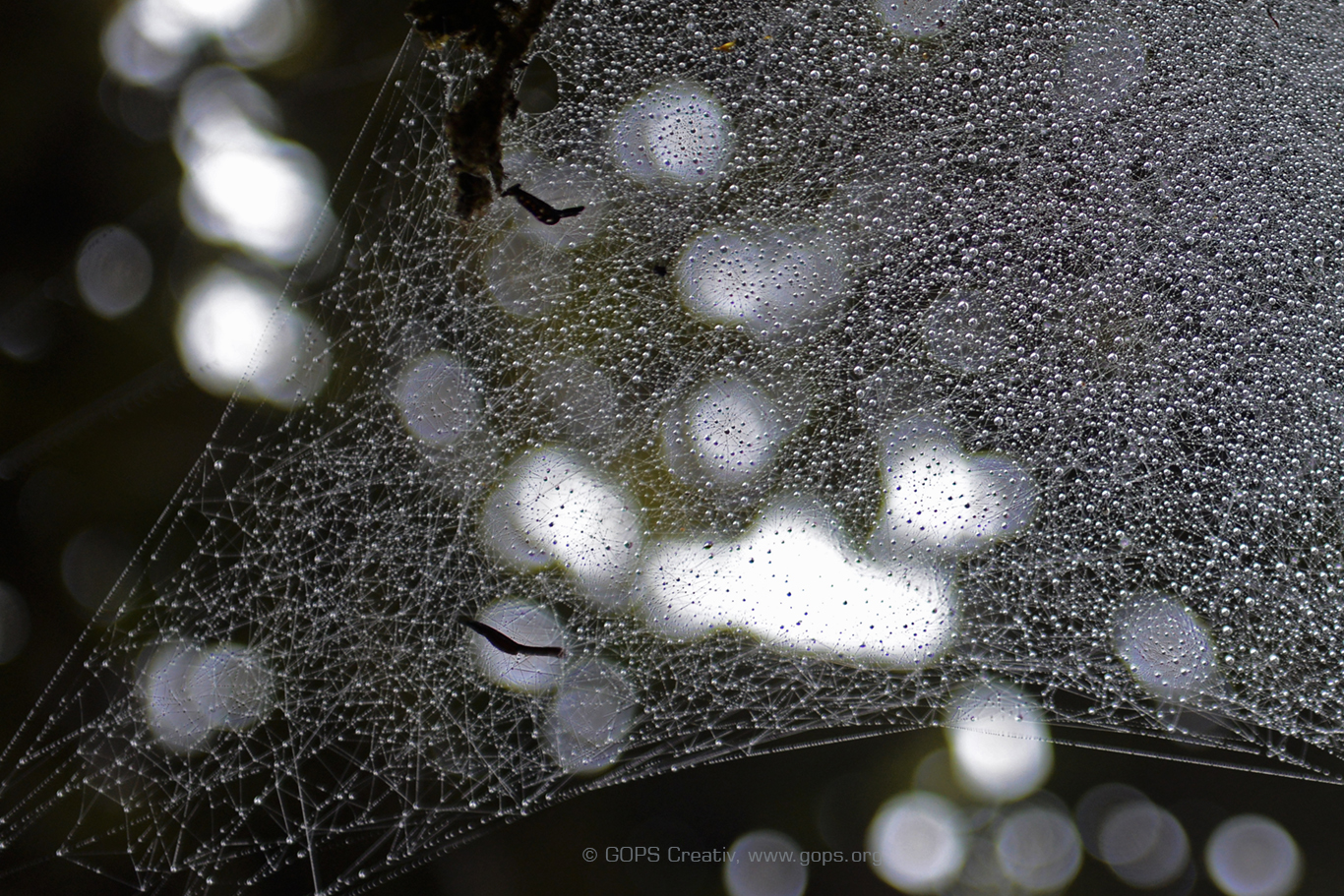 DEW DROPS ON SPIDER WEBS